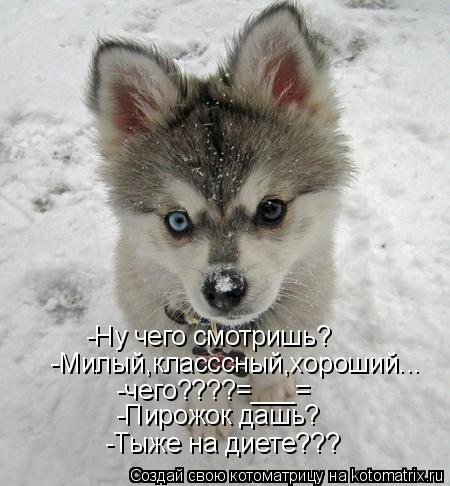 Котоматрица: -Ну чего смотришь? -Милый,класссный,хороший... -чего????=___= -Пирожок дашь? -Тыже на диете???