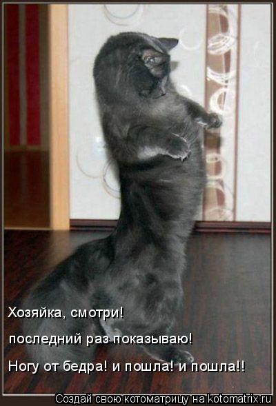 Котоматрица: Ногу от бедра! и пошла! и пошла!! Хозяйка, смотри!  последний раз показываю!