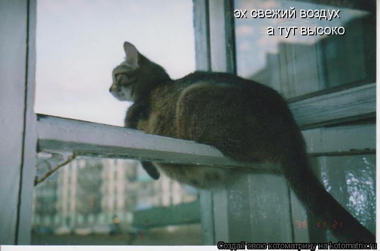 Котоматрица: эх свежий воздух а тут высоко