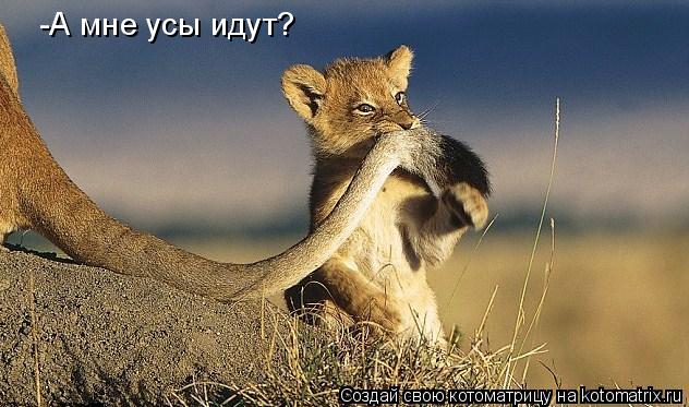 Котоматрица: -А мне усы идут?