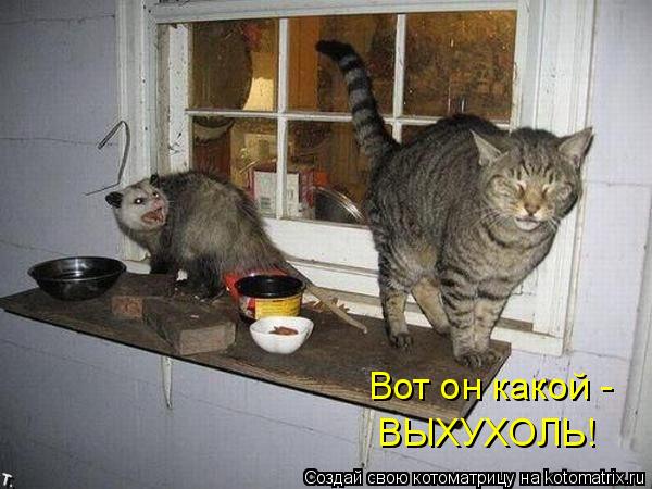 Котоматрица: Вот он какой - ВЫХУХОЛЬ!