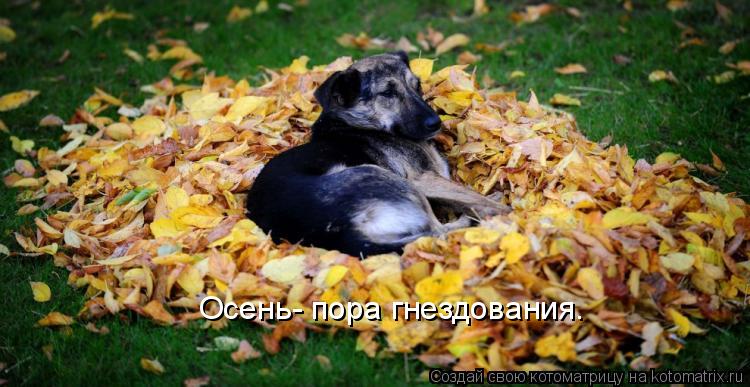 Котоматрица: Осень- пора гнездования.