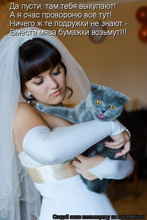 Котоматрица: Да пусти, там тебя выкупают! А я счас провороню всё тут! Ничего ж те подружки не знают - Вместа мяса бумажки возьмут!!!