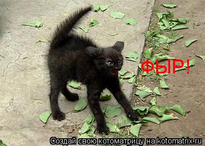 Котоматрица: ФЫР!