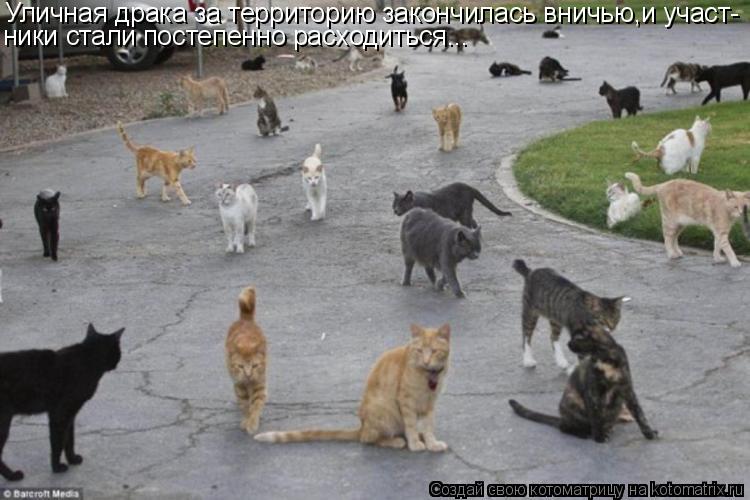 Котоматрица: Уличная драка за территорию закончилась вничью,и участ- ники стали постепенно расходиться...