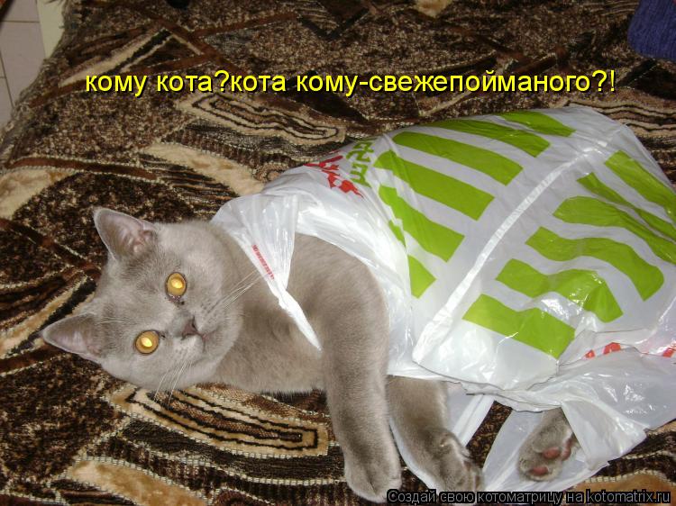 Котоматрица: кому кота?кота кому-свежепойманого?!