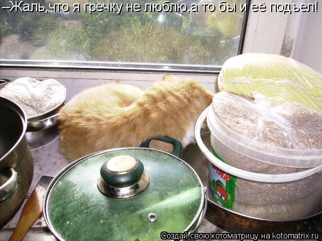 Котоматрица: --Жаль,что я гречку не люблю,а то бы и её подъел!