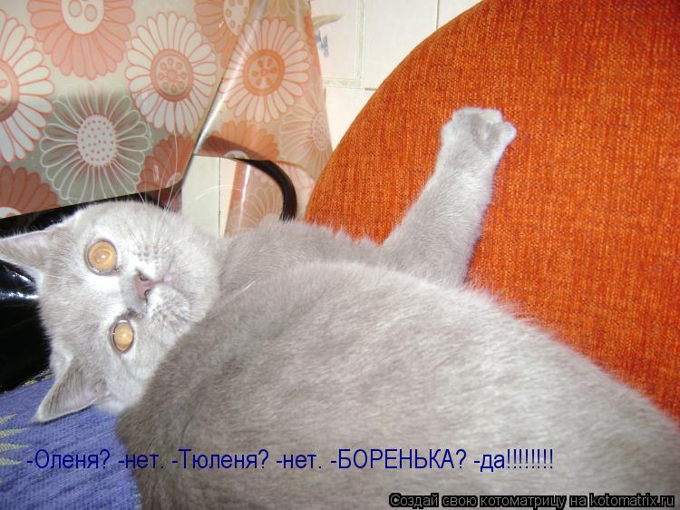 Котоматрица: -Оленя? -нет. -Тюленя? -нет. -БОРЕНЬКА? -да!!!!!!!!