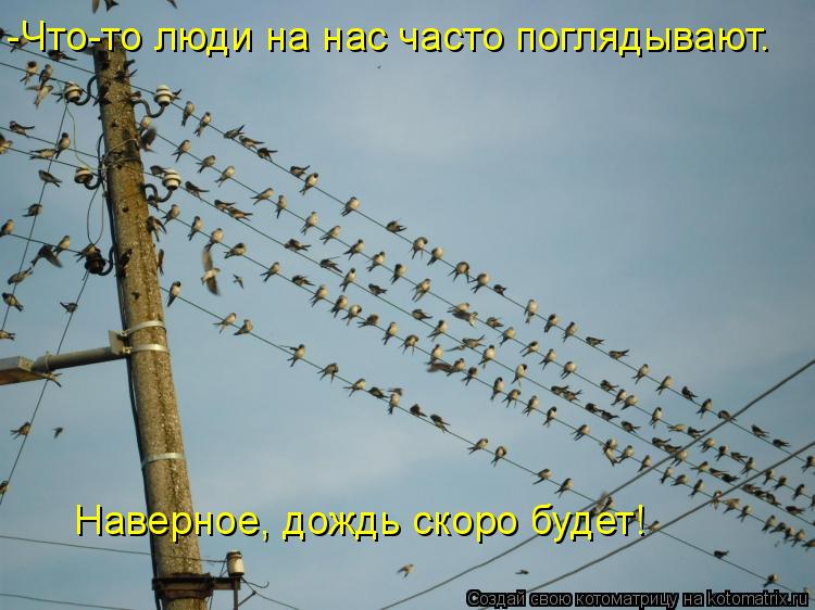 Котоматрица: -Что-то люди на нас часто поглядывают. Наверное, дождь скоро будет!