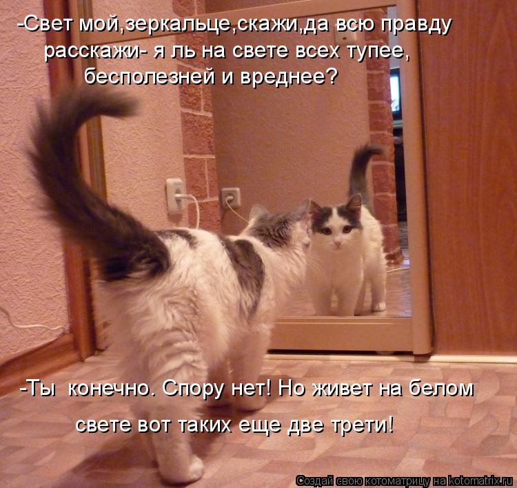 Котоматрица: -Свет мой,зеркальце,скажи,да всю правду  расскажи- я ль на свете всех тупее,  бесполезней и вреднее? -Ты  конечно. Спору нет! Но живет на белом с