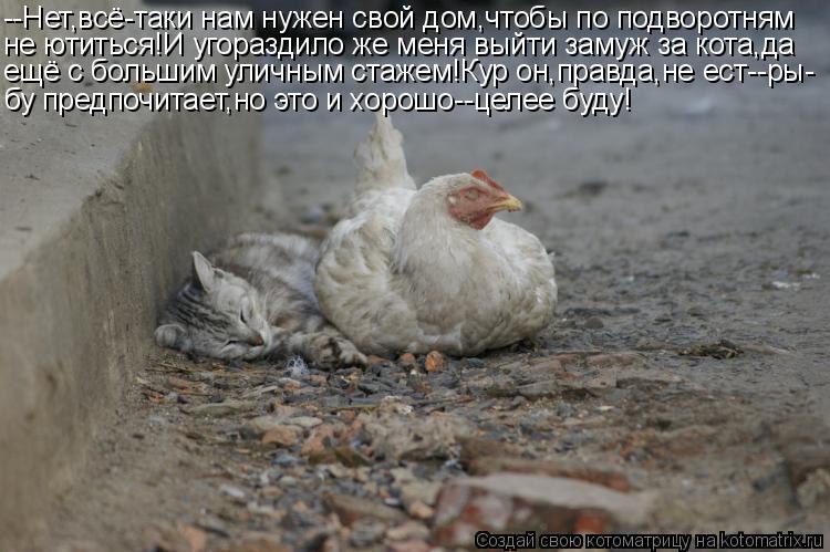 Котоматрица: --Нет,всё-таки нам нужен свой дом,чтобы по подворотням не ютиться!И угораздило же меня выйти замуж за кота,да ещё с большим уличным стажем!Ку