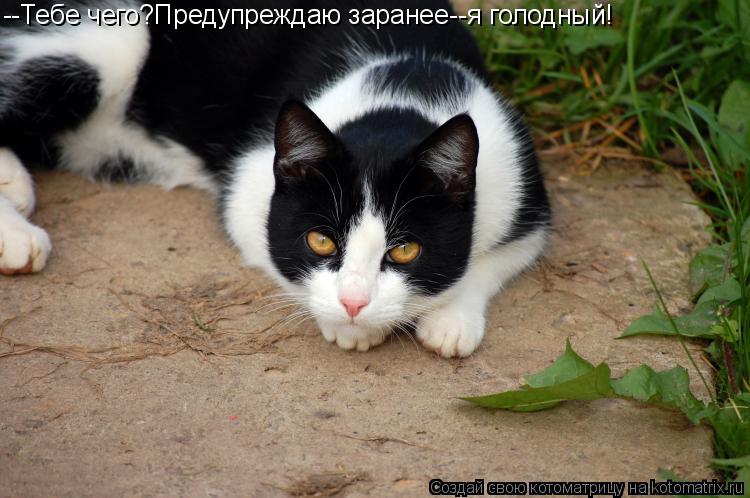 Котоматрица: --Тебе чего?Предупреждаю заранее--я голодный!