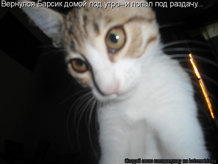 Котоматрица: Вернулся Барсик домой под утро--и попал под раздачу...