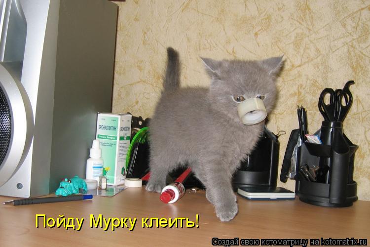 Котоматрица: Пойду Мурку клеить!