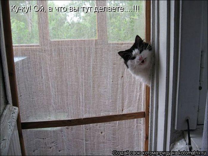 Котоматрица: Ку-ку! Ой, а что вы тут делаете....!!!