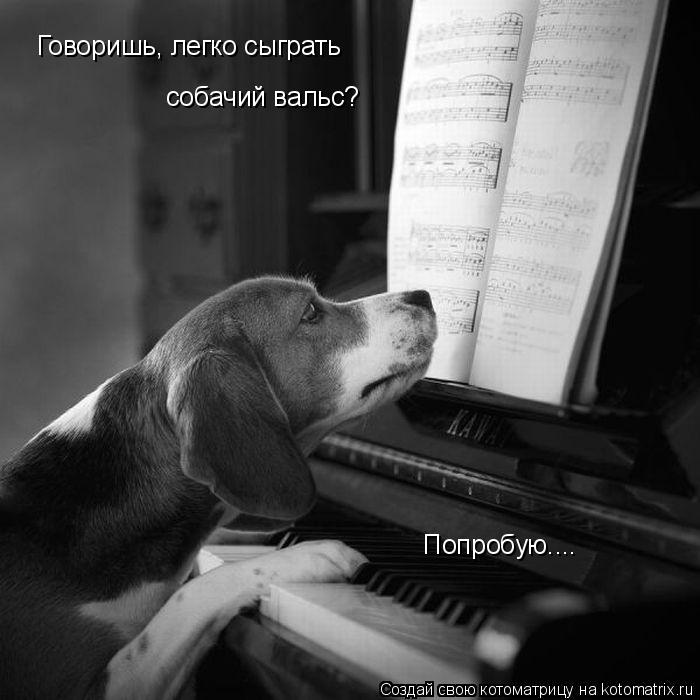 Котоматрица: Говоришь, легко сыграть  собачий вальс? Попробую....