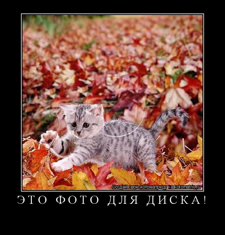 Котоматрица: Это фото для диска! 