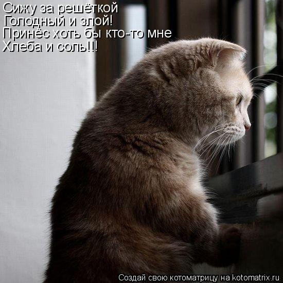Котоматрица: Сижу за решёткой Голодный и злой! Хлеба и соль!!! Принёс хоть бы кто-то мне