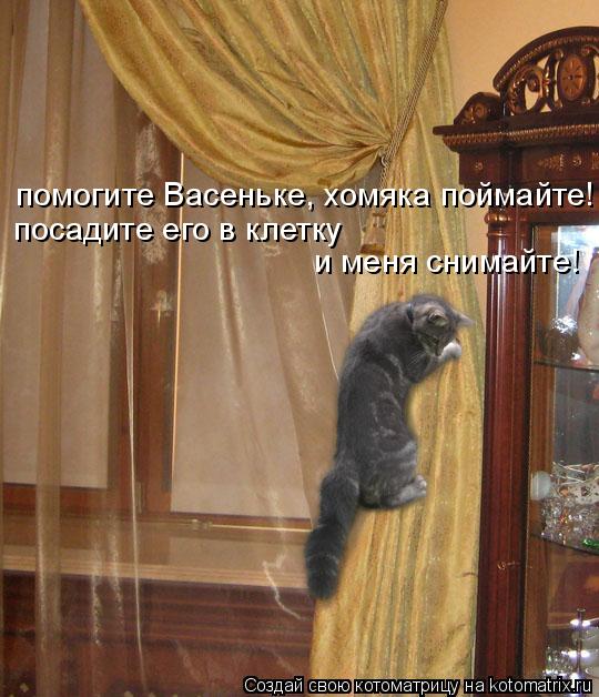 Котоматрица: помогите Васеньке, хомяка поймайте! посадите его в клетку  и меня снимайте!