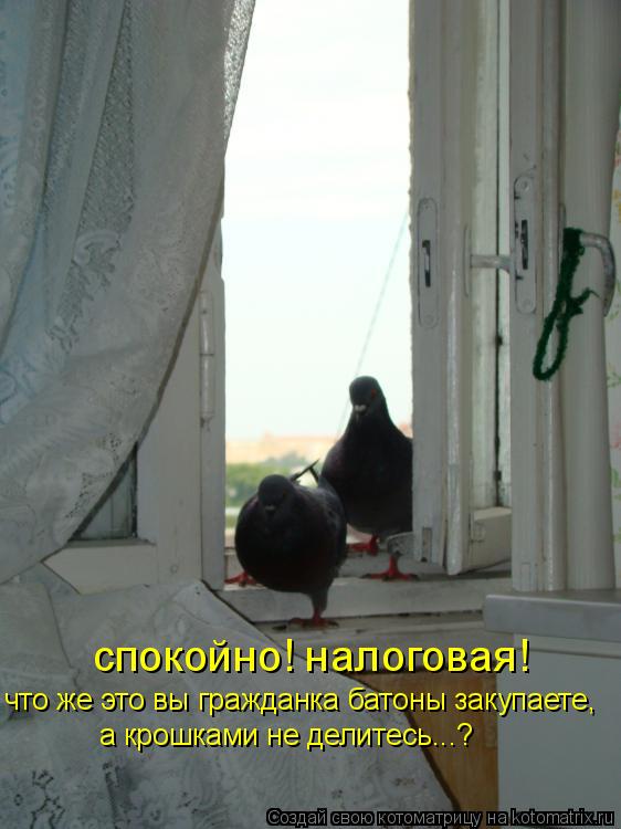 Котоматрица: спокойно! налоговая! что же это вы гражданка батоны закупаете, а крошками не делитесь...?