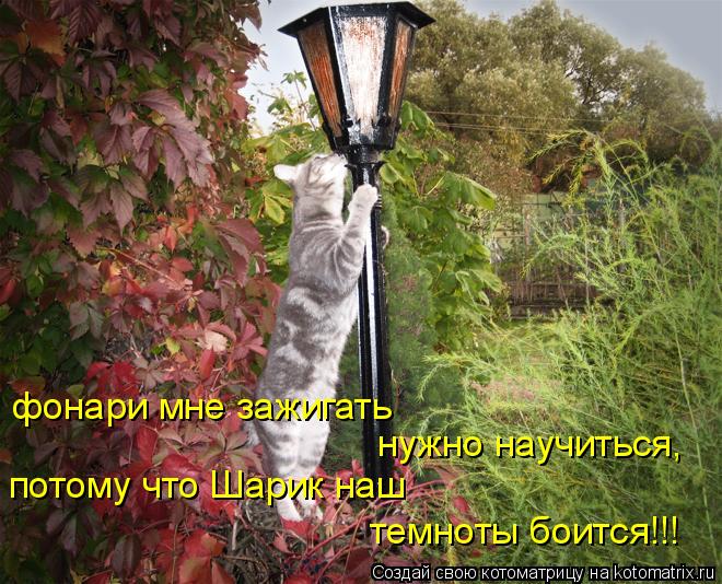 Котоматрица: фонари мне зажигать  нужно научиться, потому что Шарик наш темноты боится!!!
