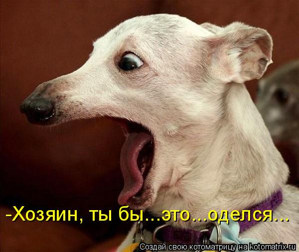Котоматрица: -Хозяин, ты бы...это...оделся...