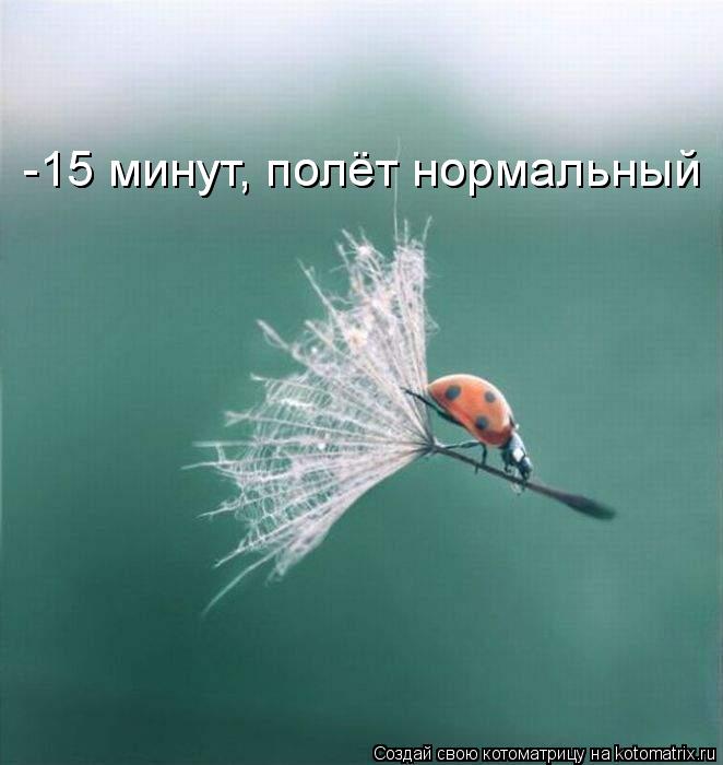 Котоматрица: -15 минут, полёт нормальный -15 минут, полёт нормальный