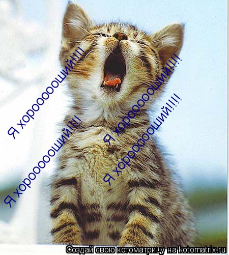 Котоматрица: Я хороооооший!!!! Я хороооооший!!!! Я хороооооший!!!! Я хороооооший!!!!