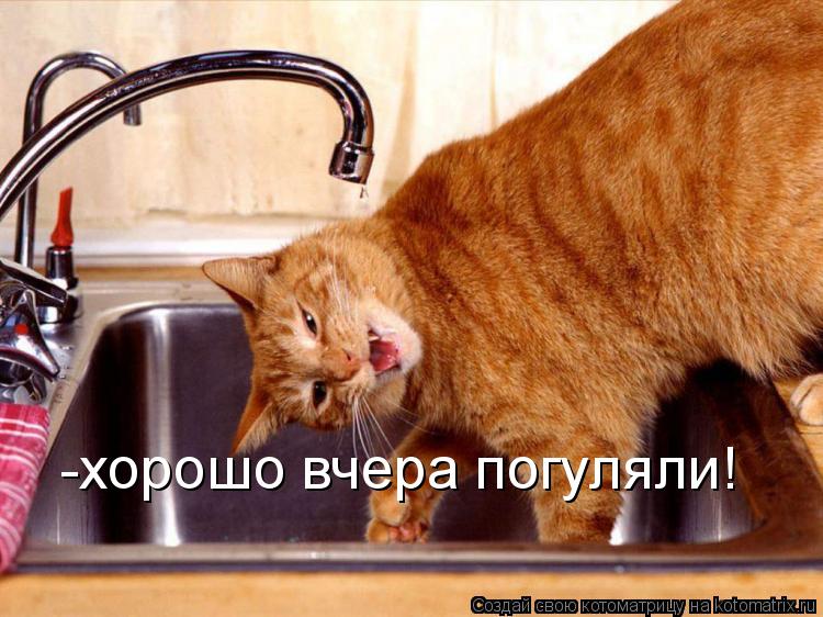 Котоматрица: -хорошо вчера погуляли!