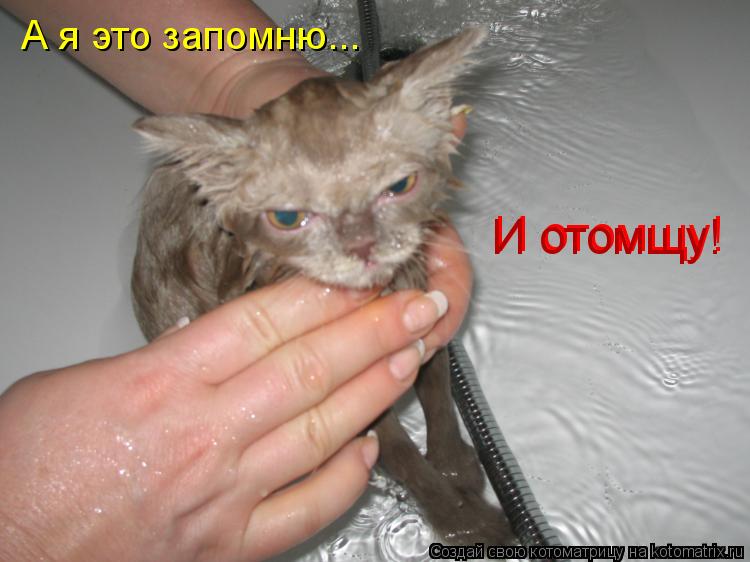 Котоматрица: А я это запомню... И отомщу! И отомщу!