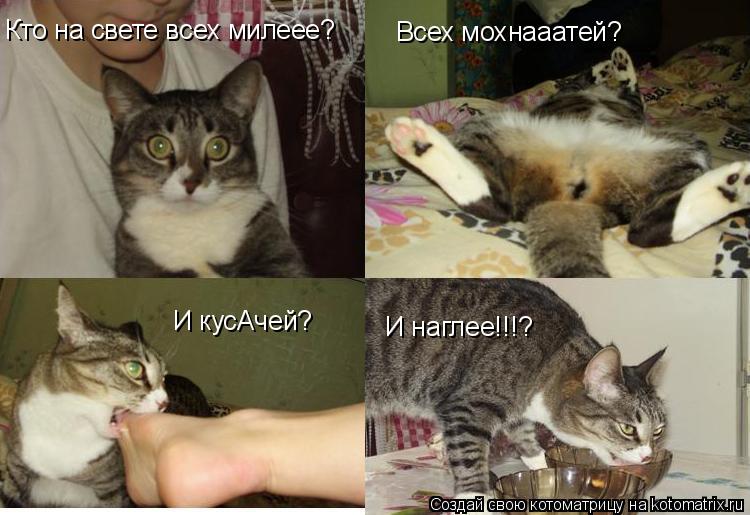 Котоматрица: Кто на свете всех милеее? Всех мохнааатей? И кусАчей? И наглее!!!?