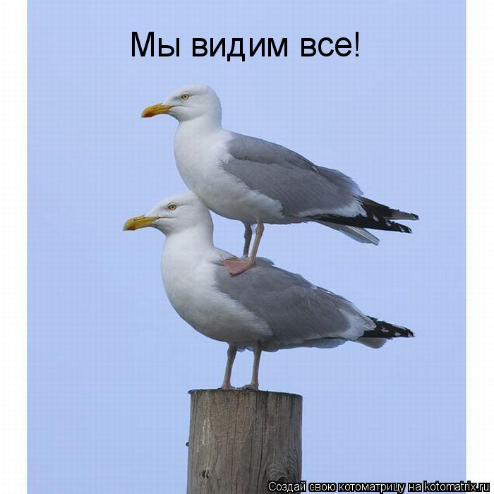 Котоматрица: Мы видим все!