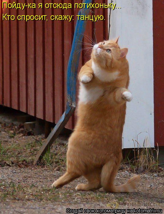 Котоматрица: Пойду-ка я отсюда потихоньку... Кто спросит, скажу: танцую.