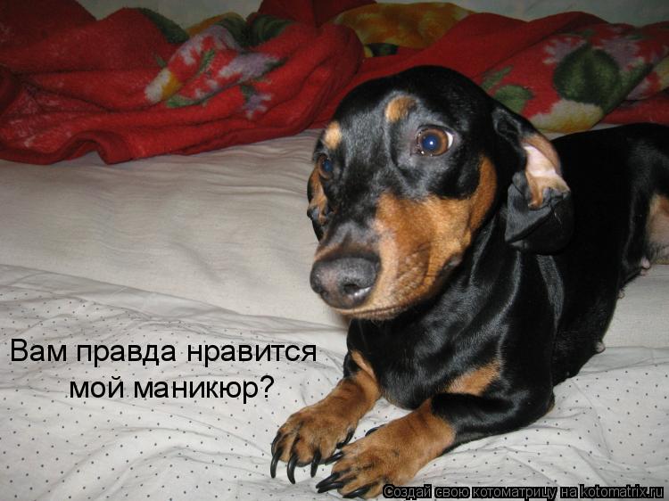 Котоматрица: Вам правда нравится  мой маникюр?