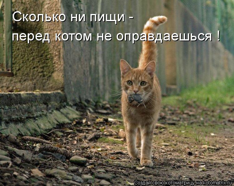 Котоматрица: Сколько ни пищи -  перед котом не оправдаешься !