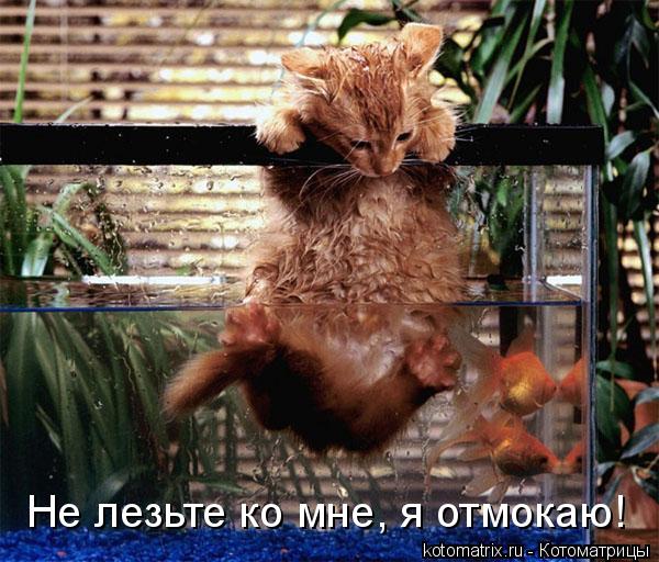 Котоматрица: Не лезьте ко мне, я отмокаю!