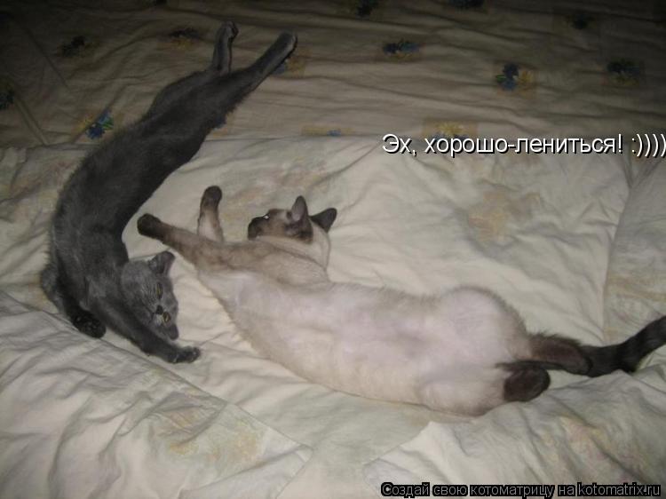 Котоматрица: Эх, хорошо-лениться! :))))