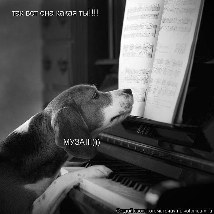 Котоматрица: так вот она какая ты!!!! МУЗА!!!)))