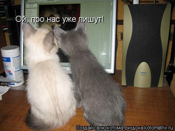 Котоматрица: Ой, про нас уже пишут!