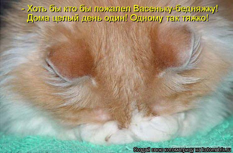 Котоматрица: Дома целый день один! Одному так тяжко! - Хоть бы кто бы пожалел Васеньку-бедняжку!