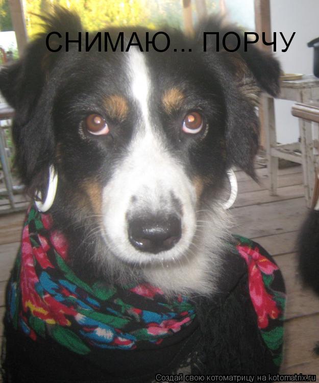 Котоматрица: СНИМАЮ... ПОРЧУ