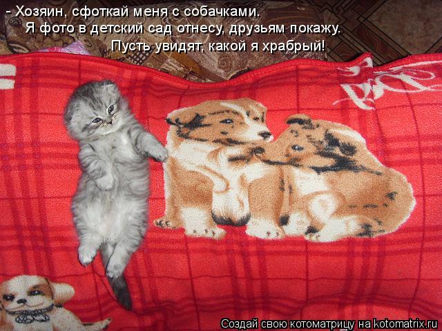 Котоматрица: - Хозяин, сфоткай меня с собачками. Я фото в детский сад отнесу, друзьям покажу. Пусть увидят, какой я храбрый!