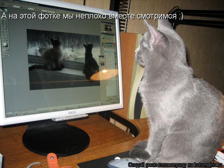 Котоматрица: А на этой фотке мы неплохо вместе смотримся ;)