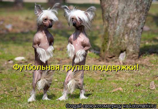 Котоматрица: Футбольная группа поддержки!