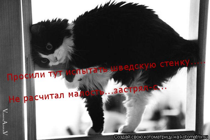 Котоматрица: Просили тут испытать шведскую стенку..... Не расчитал малость...застрял-с...