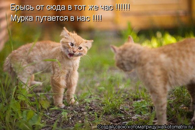 Котоматрица: Брысь от сюда в тот же час !!!!!! Мурка путается в нас !!!!