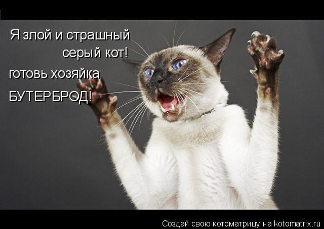 Котоматрица: Я злой и страшный серый кот! готовь хозяйка БУТЕРБРОД!