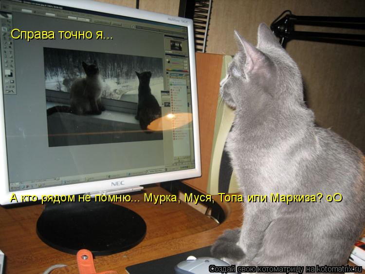 Котоматрица: Справа точно я... А кто рядом не помню... Мурка, Муся, Топа или Маркиза? оО