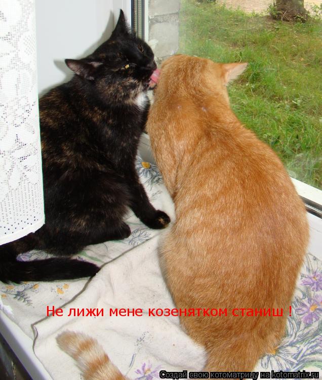 Котоматрица: Не лижи мене козенятком станиш !