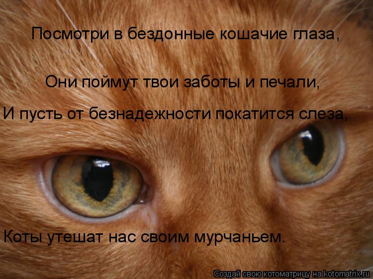 Котоматрица: Посмотри в бездонные кошачие глаза, Они поймут твои заботы и печали, И пусть от безнадежности покатится слеза, Коты утешат нас своим мурчан